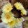 Notocactus scopa RG 05