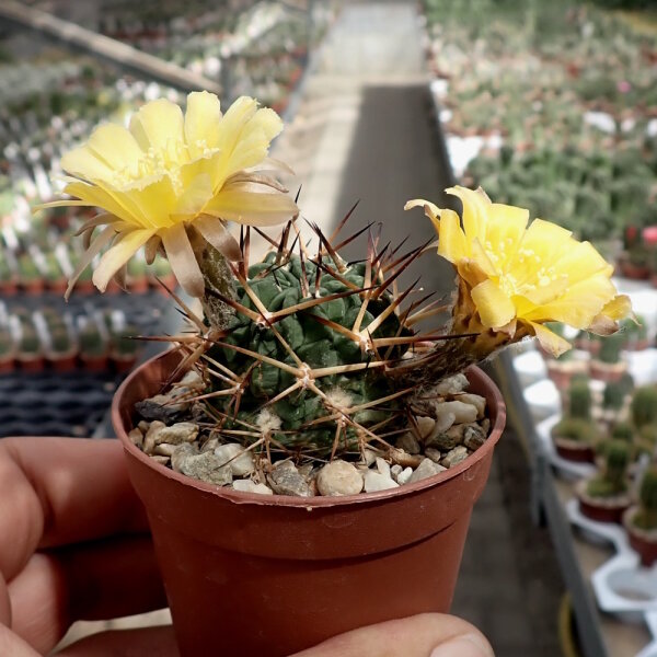 Lobivia pugionacantha MN 48 La Quiaca, Jujuy, Argentinien, 3450 m