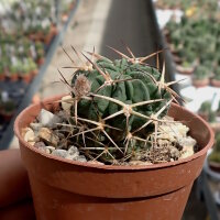 Lobivia pugionacantha MN 48 La Quiaca, Jujuy,...