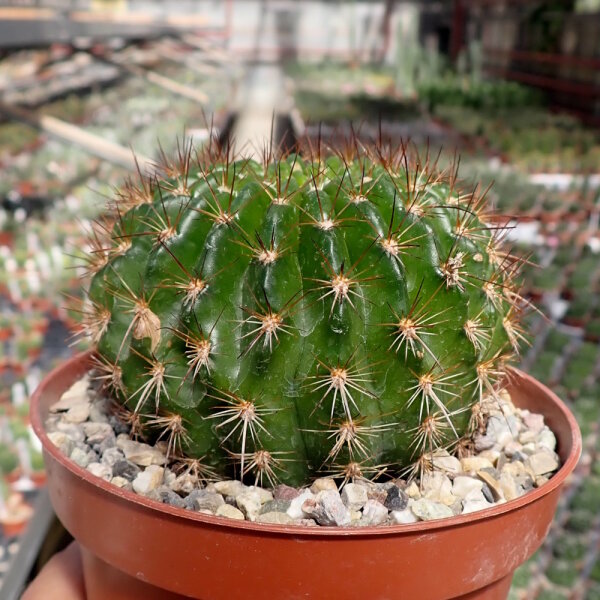 Echinopsis mamillosa v. flexilis MN 179 Iruya, Salta, Argentinien, 2700m