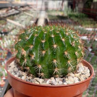 Echinopsis mamillosa v. flexilis MN 179 Iruya, Salta,...