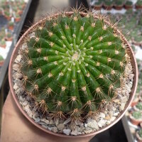Echinopsis mamillosa v. flexilis MN 179 Iruya, Salta,...