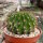 Echinopsis mamillosa v. flexilis MN 179 Iruya, Salta, Argentinien, 2700m