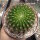 Echinopsis mamillosa v. flexilis MN 179 Iruya, Salta, Argentinien, 2700m