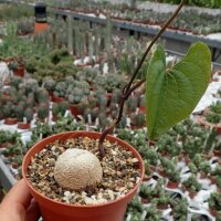 Dioscorea bulbifera