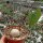 Dioscorea bulbifera