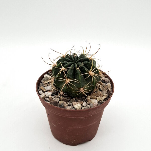 Lobivia chrysochete TB 32.1 Rodeopampa, Salta, Argentinien, 3451m