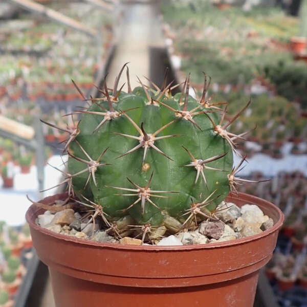 Echinopsis sp.n. TB 521.3 San Jose de Paredon, Tarabuco nach Icla, Chuquisaca, Bolivien, 2046m