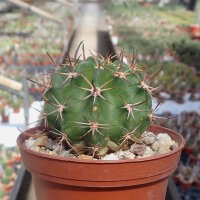 Echinopsis sp.n. TB 521.3 San Jose de Paredon, Tarabuco...