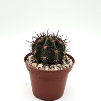 Echinopsis sp.n. TB 521.3 San Jose de Paredon, Tarabuco...