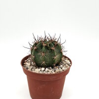 Echinopsis sp.n. TB 521.3 San Jose de Paredon, Tarabuco nach Icla, Chuquisaca, Bolivien, 2046m