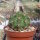 Echinopsis sp.n. TB 521.3 San Jose de Paredon, Tarabuco nach Icla, Chuquisaca, Bolivien, 2046m