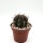 Echinopsis sp.n. TB 521.3 San Jose de Paredon, Tarabuco nach Icla, Chuquisaca, Bolivien, 2046m