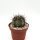 Echinopsis sp.n. TB 521.3 San Jose de Paredon, Tarabuco nach Icla, Chuquisaca, Bolivien, 2046m