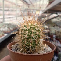 Soehrensia strigosa