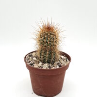 Soehrensia strigosa