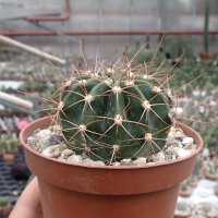 Lobivia pilayensis MN 767 - S Pilaya, Chuquisaca, Bolivien