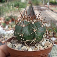 Melocactus curvispinus ssp. curvispinus
