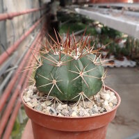 Melocactus curvispinus ssp. curvispinus