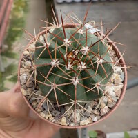 Melocactus curvispinus ssp. curvispinus