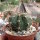 Melocactus curvispinus ssp. curvispinus