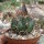Melocactus curvispinus ssp. curvispinus