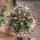 Melocactus curvispinus ssp. curvispinus