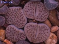 Lithops karasmontana SB 2166
