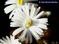 Lithops karasmontana SB 2166