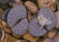 Lithops julii vrede, Namibia