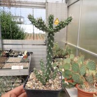 Cylindropuntia whipplei cv. Würzburg Pinky (dw)