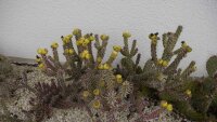 Cylindropuntia whipplei cv. Würzburg Pinky (dw)