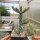 Cylindropuntia whipplei cv. Würzburg Pinky (dw)