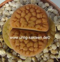 Lithops hookeri v. lutea Groblershoop