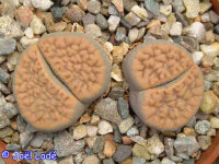 Lithops hookeri v. lutea Groblershoop