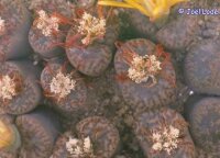 Lithops bromfieldii v. insularis C 043