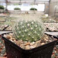 Mammillaria senilis (dw)