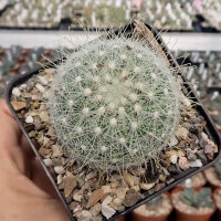 Mammillaria senilis (dw)