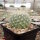 Mammillaria senilis (dw)