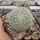 Mammillaria senilis (dw)