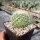 Mammillaria senilis (dw)