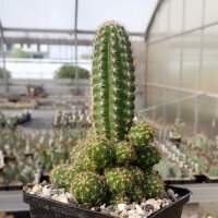 Chamaecereus  cv. Leuchtend Pink (dw)