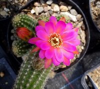 Chamaecereus  cv. Leuchtend Pink (dw)