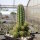 Chamaecereus  cv. Leuchtend Pink (dw)