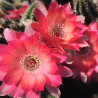 Chamaecereus  cv. Rügens Seeanemone (dw)