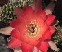 Chamaecereus  cv. Rügens Seeanemone (dw)