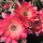 Chamaecereus  cv. Rügens Seeanemone (dw)