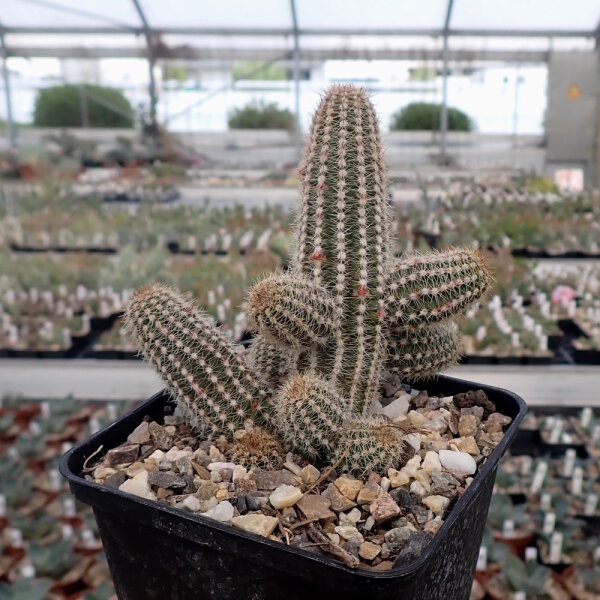 Chamaecereus  cv. Rügens Mittsommer (dw)