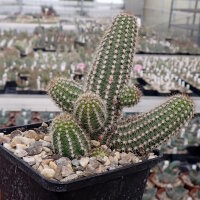 Chamaecereus  cv. Rügens Mittsommer (dw)