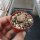 Lithops dorotheae F 357